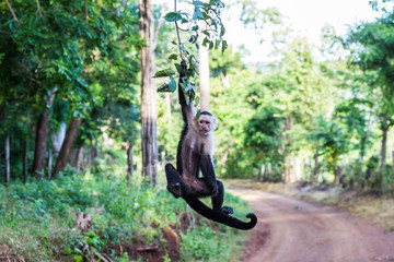 A white faced capuchin swings from a branch