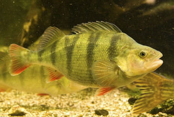 Fototapeta premium Perca fluviatilis / Perche de rivière