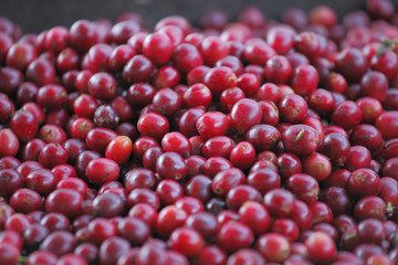 Coffea arabica / Caféier / Café