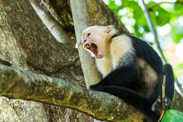 White faced capuchin yawning
