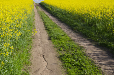 rural  road and blossoming rapeseed fields