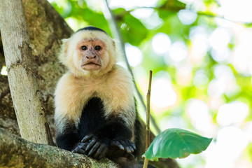 Portrait of a white faced capuchin