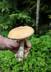 Mushrooming in Polish mountains. Adult man keeps in hand brown b