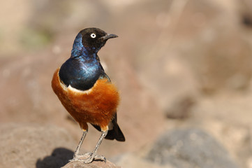 Lamprotornis superbus / Choucador superbe / Spréo superbe