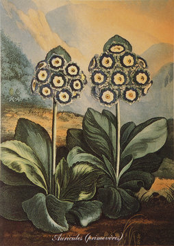 Illustration botanique / Primula auriculata / Primevère auricule