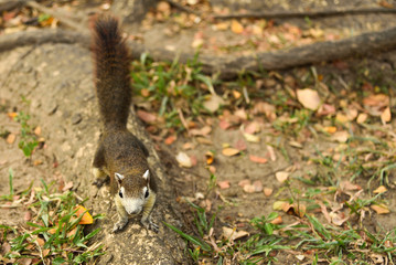 squirrels on tree