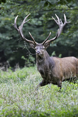 Cervus elaphus / Cerf élaphe