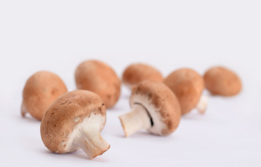 Pilze braun champignon