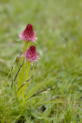 Gymnadenia corneliana / Nigritelle de Cornelia