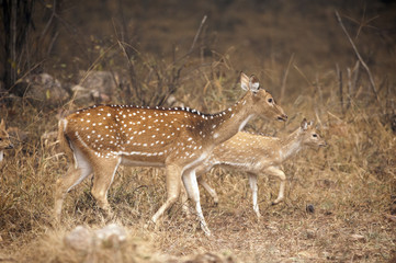 Axis axis / Cerf axis / Chital
