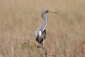 Louisiana Heron (Tricolored)
