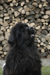 Chien / race Terre-Neuve