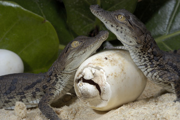 Crocodylus niloticus / Crocodile du Nil