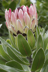 Protea roupelliae / Protée