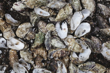 Muscheln als Bodenbelag