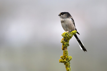 Long-tailed tit. Aegithalos caudatus