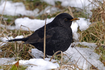 Turdus merula / Merle noir / Mâle