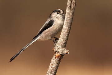 Long-tailed tit. Aegithalos caudatus