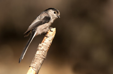 Fototapeta premium Long-tailed tit. Aegithalos caudatus
