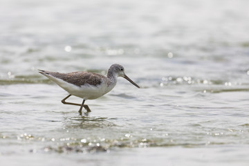 Obraz premium 海辺の風景とシギ