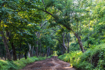 A dirt track weaving through the dry forest next to the hotel.