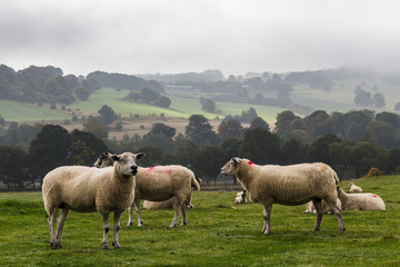 Mist lifting from the Yorkshire hills