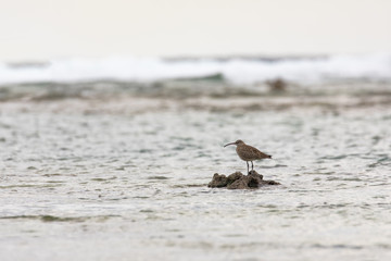 海辺の風景とシギ