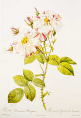 Illustration botanique / Rosa x damascena 'Versicolor' / Rose de Damas