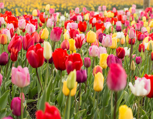 Mixed Tulips