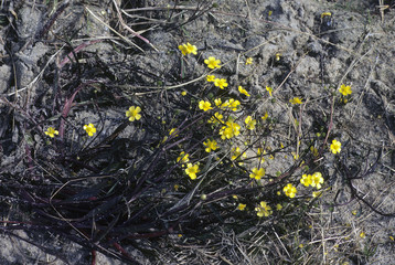 Ranunculus lingua / Renoncule grande douve