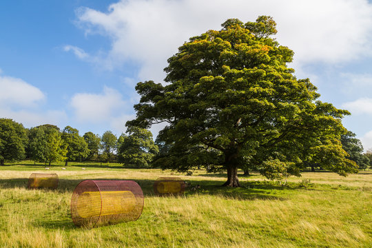 Summer Fields