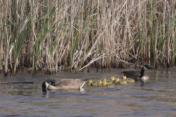 Branta canadensis / Bernache du Canada