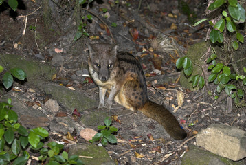 Fossa fossana / Civette malgache