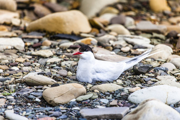 Arctic Tern standing near her nest protecting her egg from predators