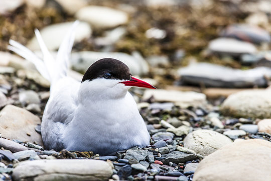 Arctic Tern standing near her nest protecting her egg from predators