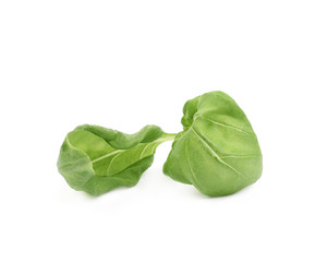 Fresh basil leaf isolated