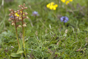 Coeloglossum viride / Orchis grenouille