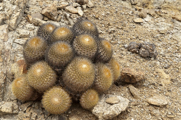 Copiapoa serpentisulcata
