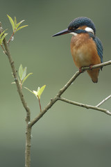 Alcedo atthis / Martin-pêcheur d'Europe