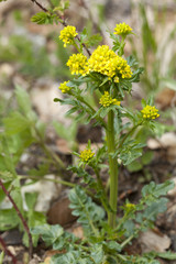 Barbarea intermedia / Barbarée intermédiaire