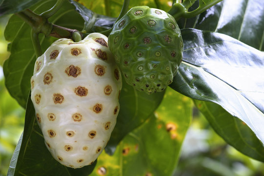 Morinda Citrifolia / Noni