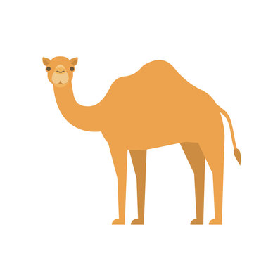 Cartoon Camel Images – Browse 17,903 Stock Photos, Vectors, and Video |  Adobe Stock