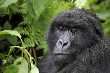 Gorilla gorilla beringei : Gorille de montagne