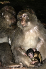 Macaca sylvanus / Magot / Macaque de Barbarie