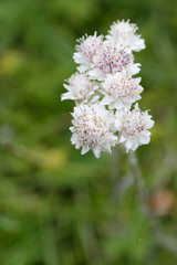 Antennaria dioica (mâle) / Antennaire dioïque