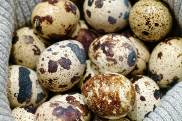 Close-up of raw quail spotted eggs.