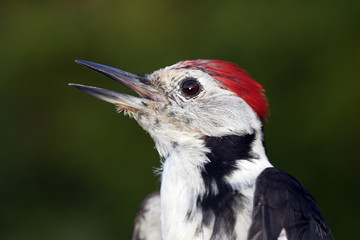 Dendrocopos medius / Pic mar