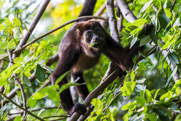 Howler monkey enjoying a few leaves