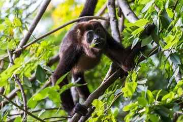 Foto auf Acrylglas Affe Howler monkey enjoying a few leaves