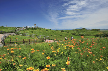 小清水原生花園